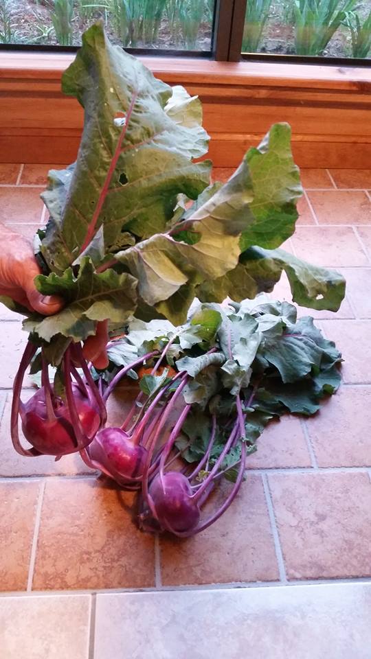 13312848_1204868592866070_3526131928521277037_n