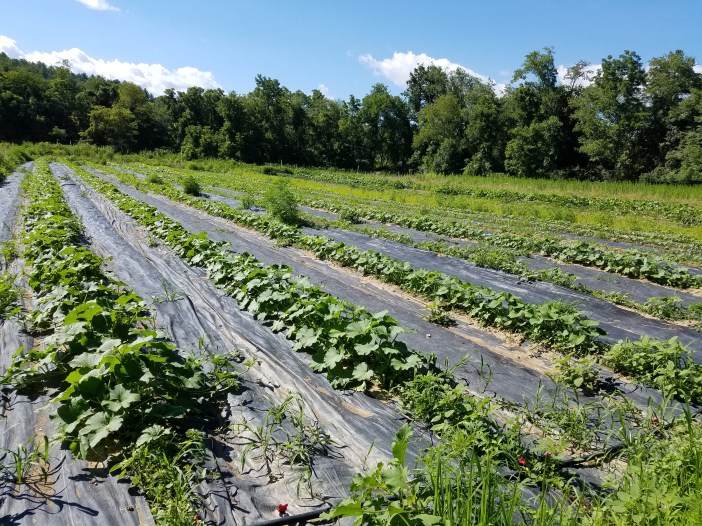 20180708_165511 Winter Squash