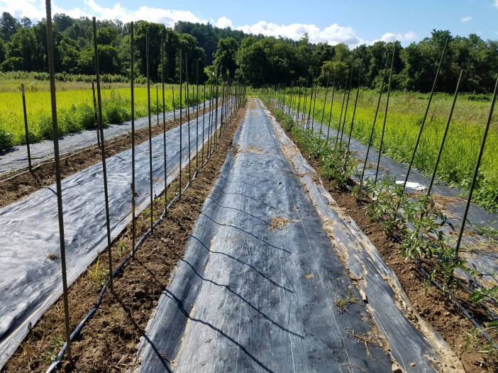 20180708_165617 Tomatoes