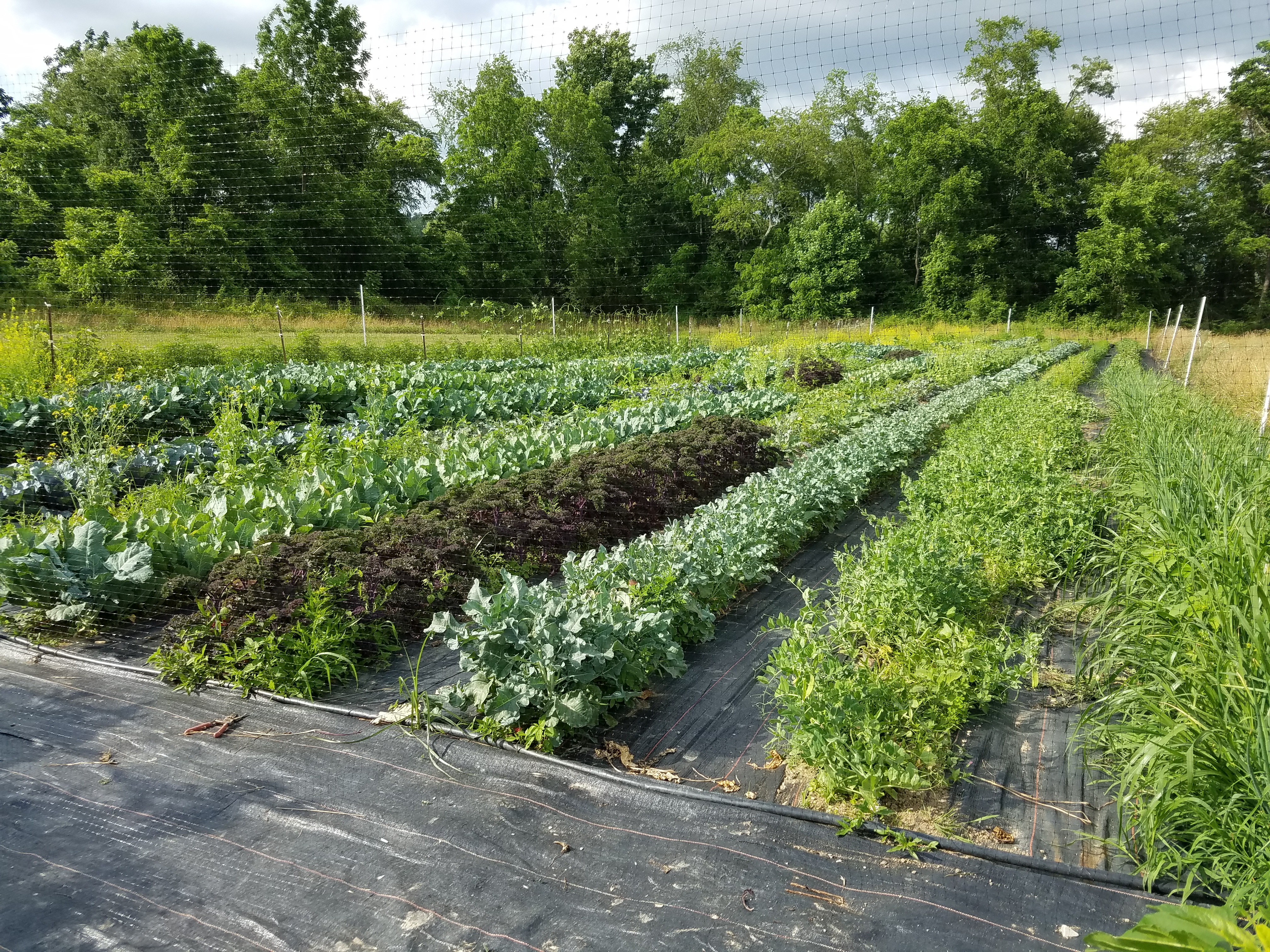 Spring Garden 20200626_175111