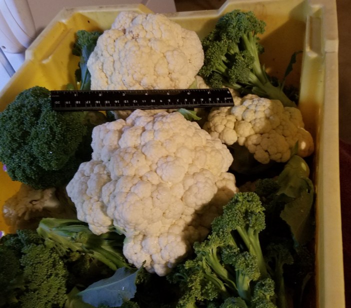 Cauliflower 1.75 lbs. and 8 inches 20200719_200032