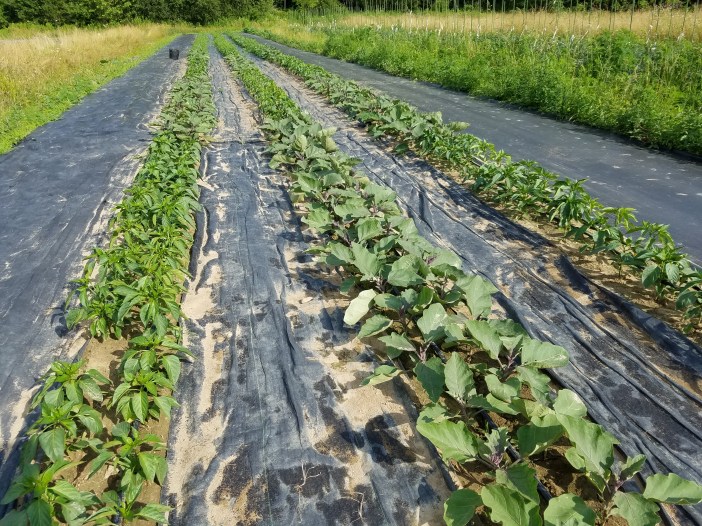 Pepper and Eggplant in Garden 20200626_174440