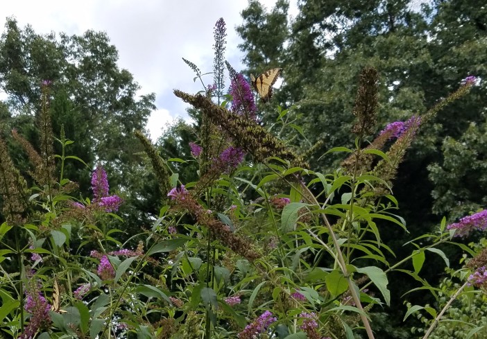 Butterfly Couple 20200820_132538 (2)