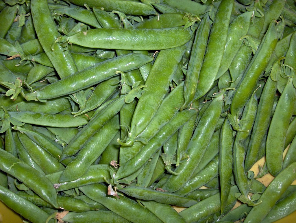 This image has an empty alt attribute; its file name is garden-peas-hpim3287.jpg