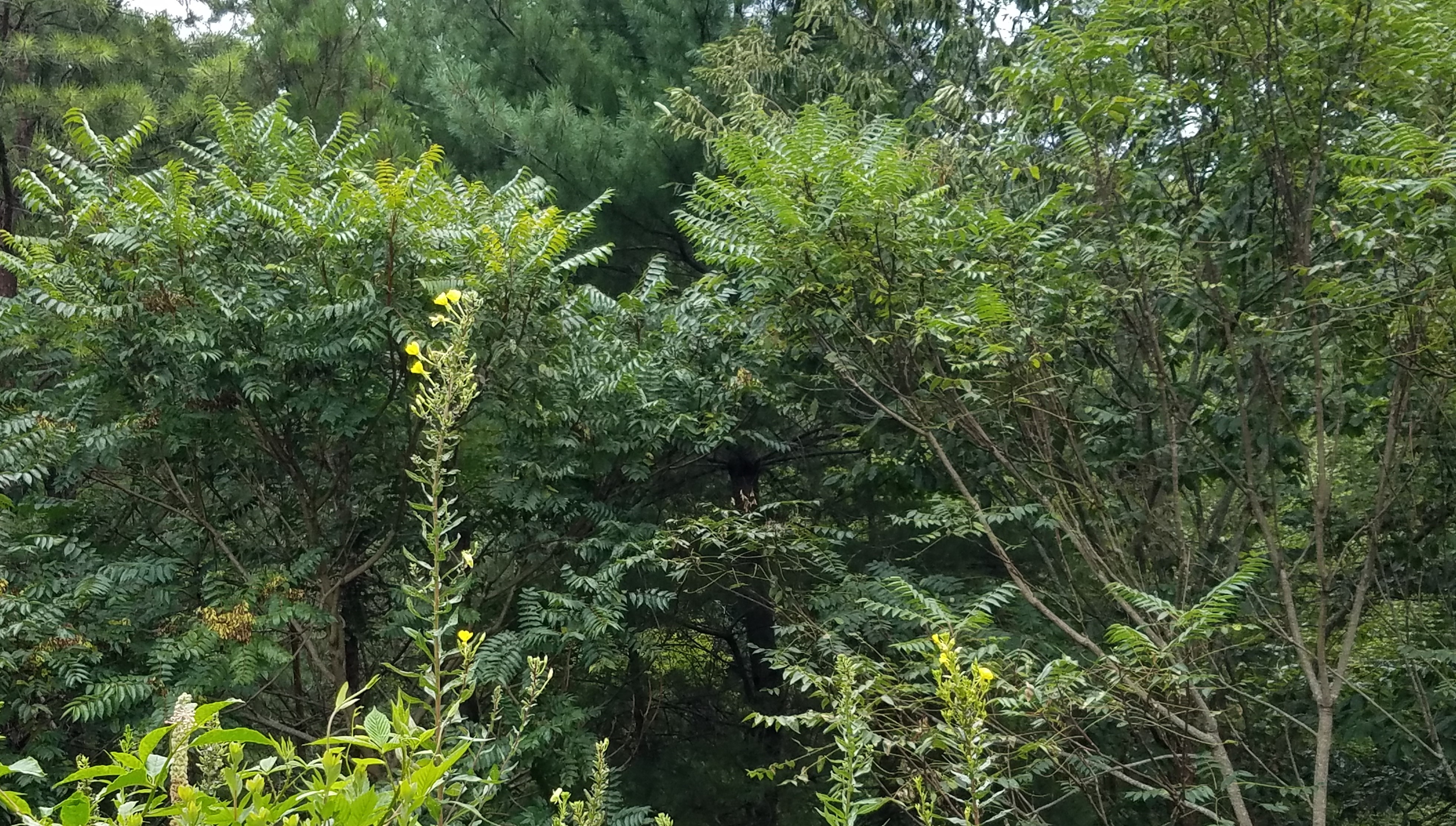 Pretty Weeds 20200820_132311 (2)