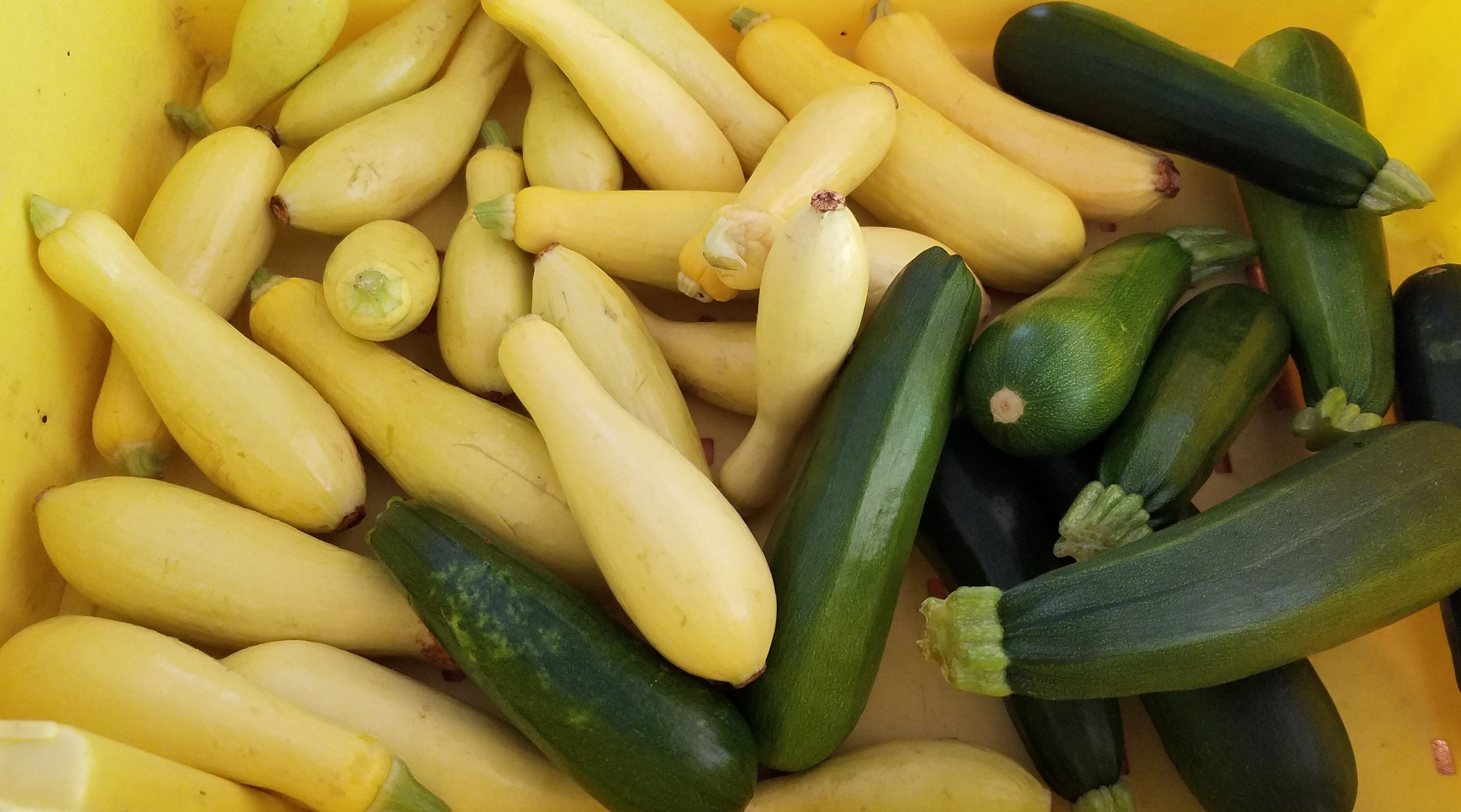 Squash &amp; Zucchini 20200817_173451 (3)
