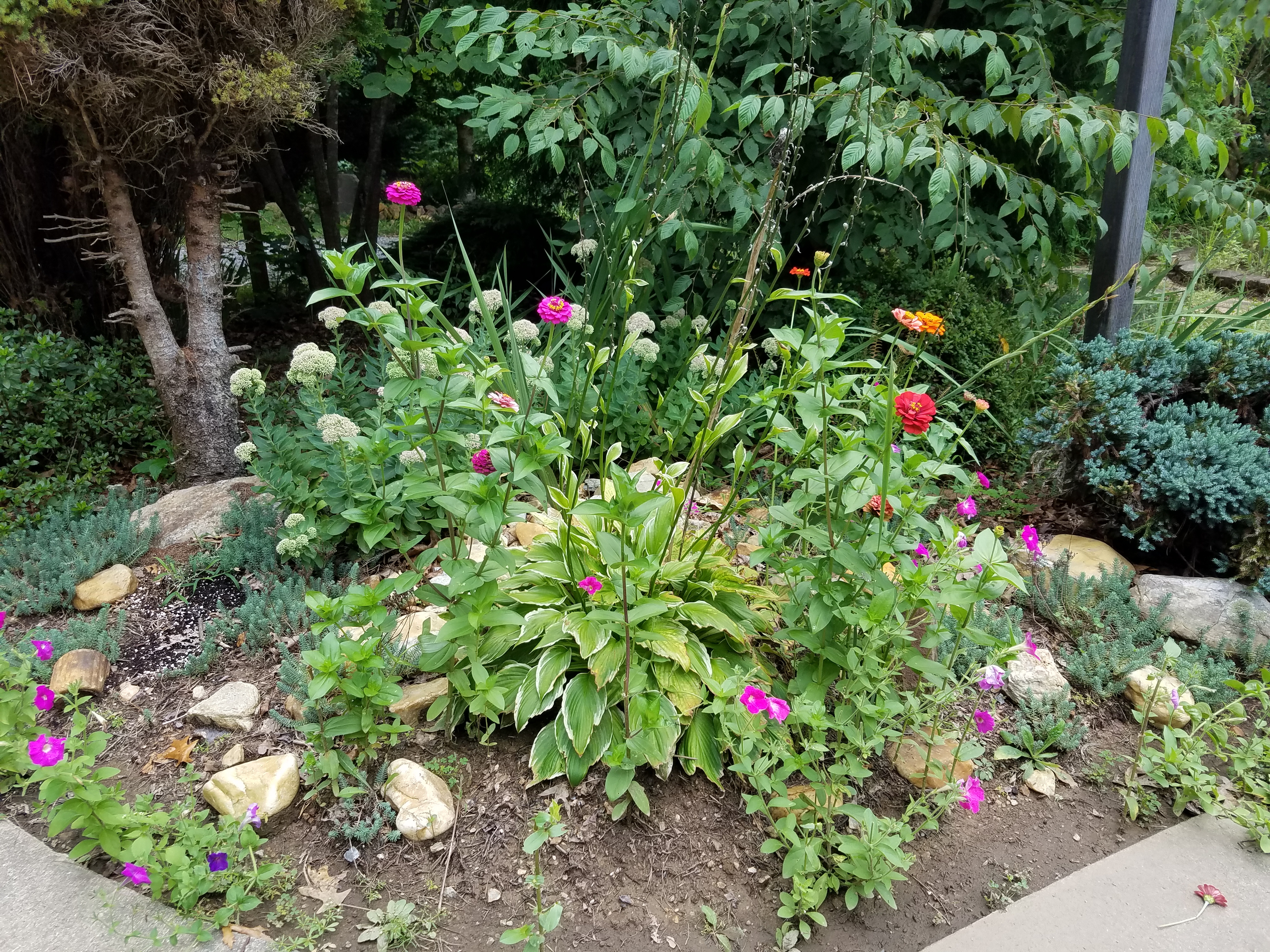 Summer Flowers 20200820_132407