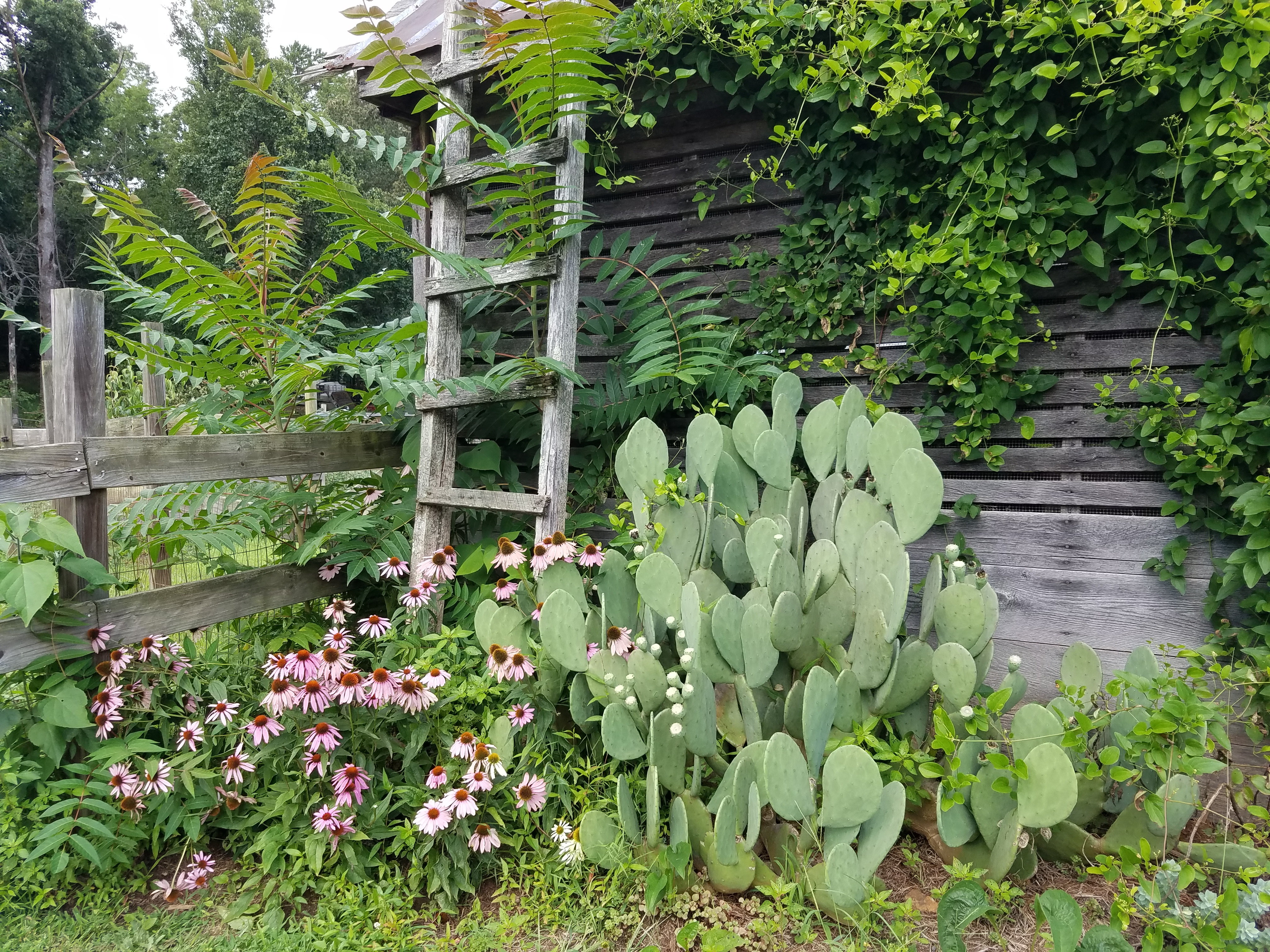 Troyers Country Amish Blatz Fairview Flowers 20200807_165345