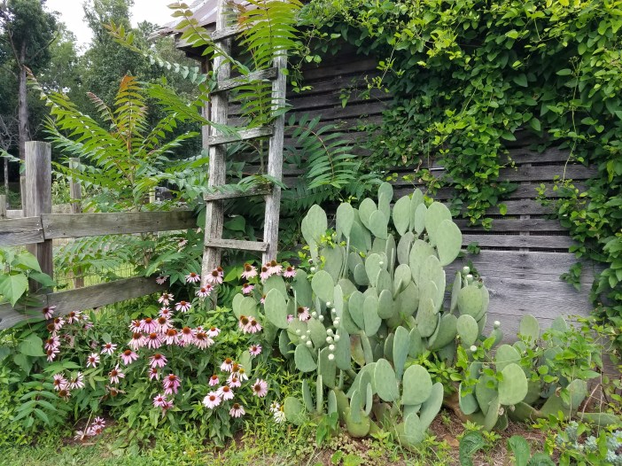 Troyers Country Amish Blatz Fairview Flowers 20200807_165345