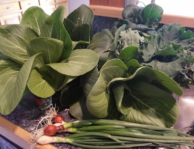 Veggie Identification I – Cane Creek Asparagus & Company CSA