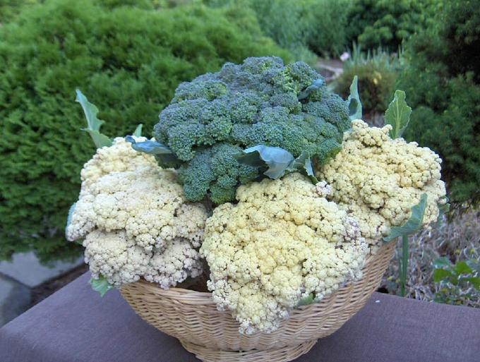 This image has an empty alt attribute; its file name is broccoli-and-cauliflower.jpg