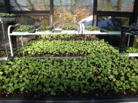 This image has an empty alt attribute; its file name is greenhouse-1.jpg