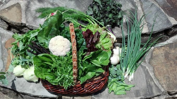 vegetableさん確認用❤️ Veggie Identification I – Cane Creek Asparagus & Company CSA